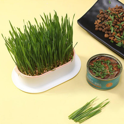Catnip Growing Kit - Blue