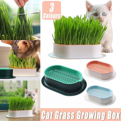 Catnip Growing Kit - Green